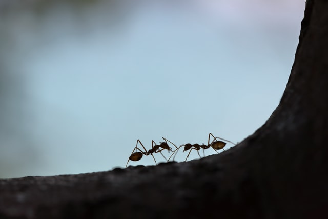  Can fire ants kill people?
